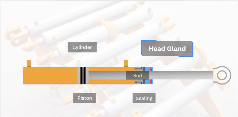 Model of a hydraulic cylinder and a head gland